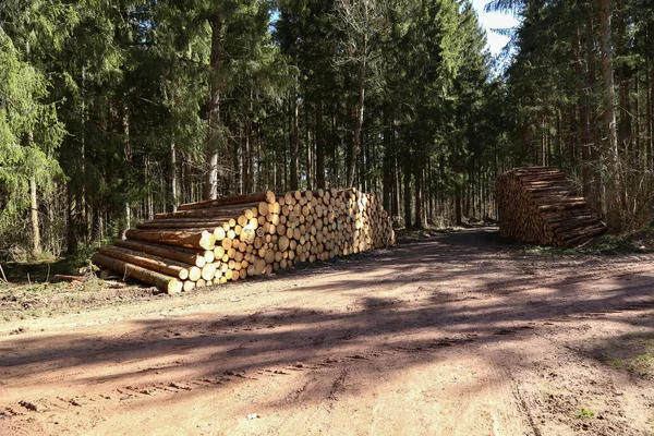Pile Freshly Cut Logs Side Forest — Stock Photo, Image