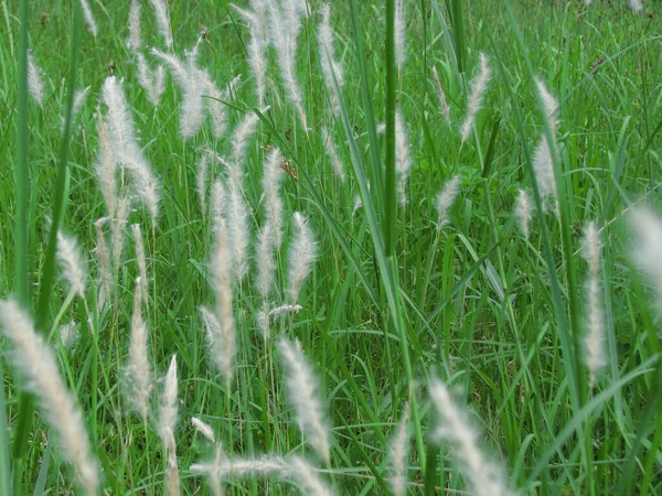 Primer Plano Hierba Cogon Campo Verde — Foto de Stock