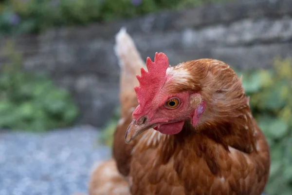 Retrato Cerca Una Linda Gallina Plumas Rojas Corral —  Fotos de Stock