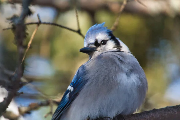 Closeup Blue Jay Perched Tree Branch Sunlight Blurry Background — Stock Photo, Image