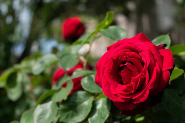 Detailní Záběr Rudých Růží Zahradě — Stock fotografie