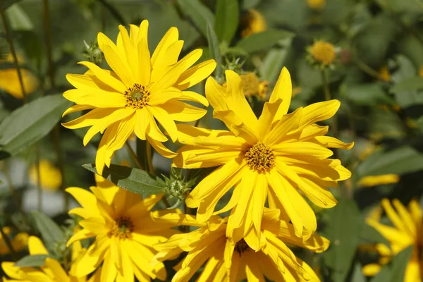 Sarı Rudbeckia Çiçeklerinin Seçici Odak Noktası — Stok fotoğraf