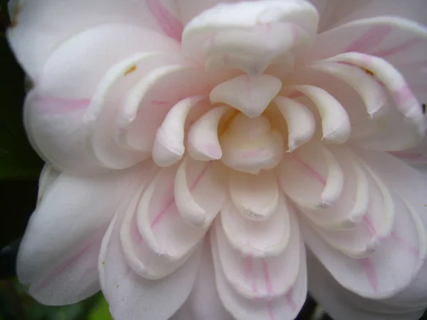 Closeup Shot Beautiful Camellia Flower Blooming Garden — Stock Photo, Image