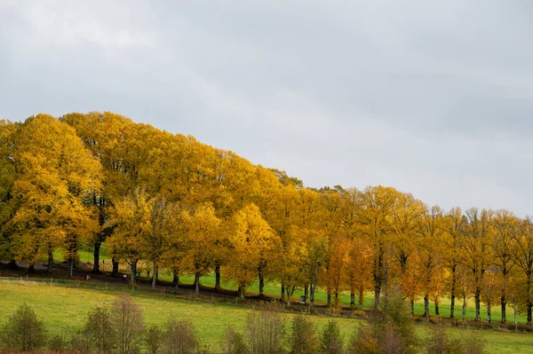 山上那令人叹为观止的秋天树 — 图库照片