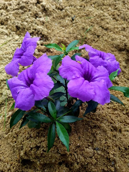 Вертикальний Масив Пурпурової Квітки Руельї — стокове фото
