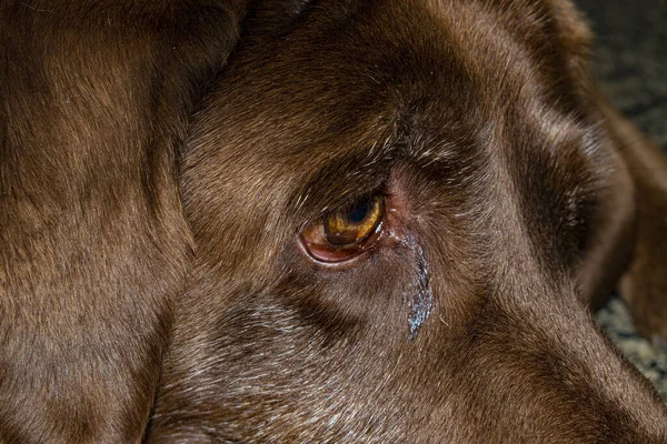 一只可爱的哭泣的狗的特写镜头 被遗弃的 被忽视的动物的概念 — 图库照片