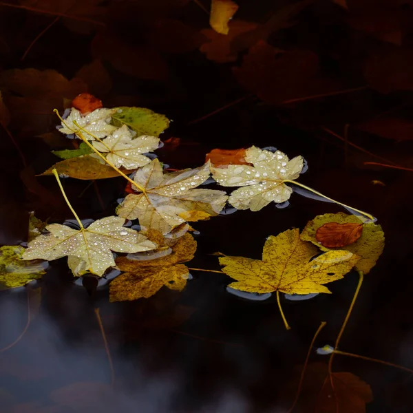 在池塘里拍到秋天落叶的特写 — 图库照片