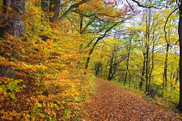 Detailní Záběr Barevného Podzimního Lesa — Stock fotografie