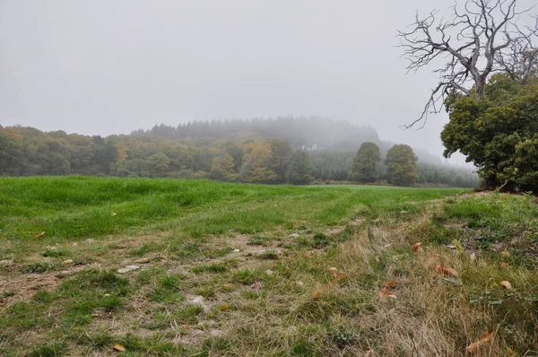 Een Prachtig Uitzicht Bomen Veld Onder Een Bewolkte Hemel — Stockfoto