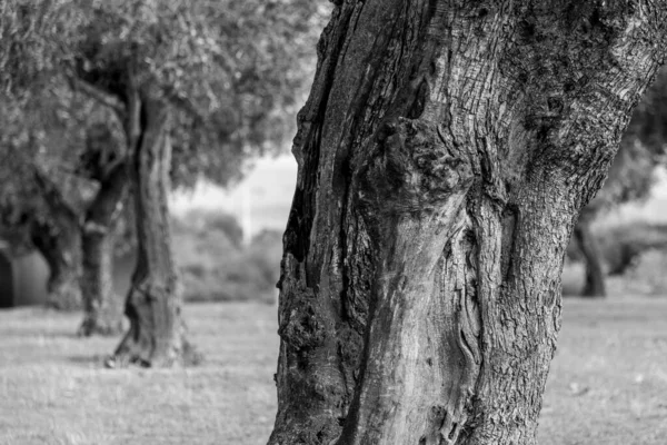 Textur Des Ersten Stammes Einer Reihe Von Olivenbäumen — Stockfoto