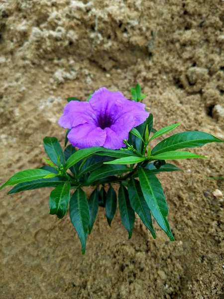 Вертикальный Крупный План Фиолетового Цветка Ruellia Brittoniana — стоковое фото