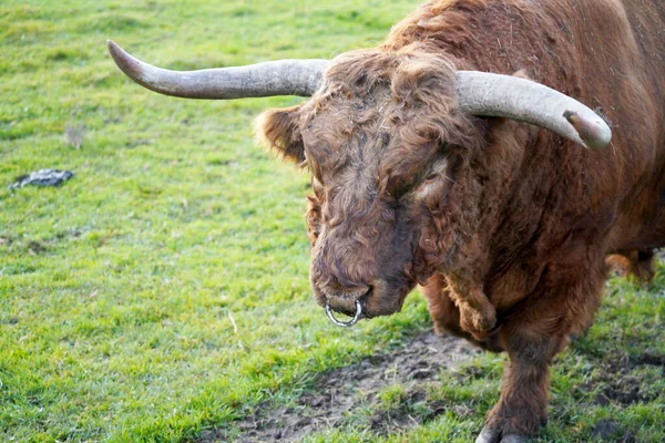 Closeup Shot Bull Greenery Daylight — Stock Photo, Image