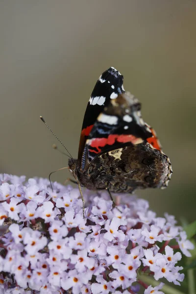 Vertical Shallow Focus Shot Colorful Butterfly Buddleia Flower — Stock Photo, Image