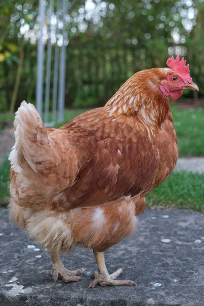 Eine Vertikale Nahaufnahme Einer Einzigen Niedlichen Rotfeder Henne Einem Bauernhof — Stockfoto