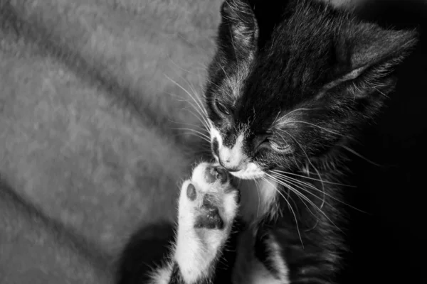 Tiro Escala Grises Gatito Blanco Negro Lamiendo Pata —  Fotos de Stock