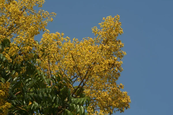 Uma Bela Vista Uma Árvore Mimosa Amarela Sob Céu Azul — Fotografia de Stock