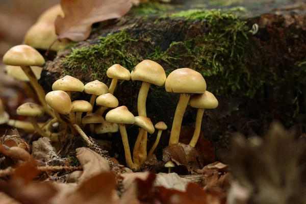 Closeup Shot Brown Forest Mushrooms Grew Fallen Tree Royalty Free Stock Images