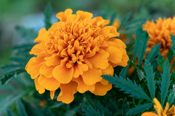 Een Selectieve Focus Shot Van Een Bloeiende Oranje Bloemen Het — Stockfoto