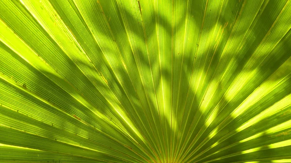 Primo Piano Una Foglia Verde Sotto Luce Del Sole — Foto Stock