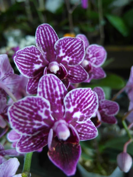 Szelektív Fókusz Lövés Gyönyörű Phalaenopsis Orchideák — Stock Fotó