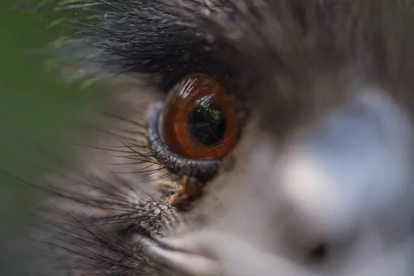 Una Toma Selectiva Cabeza Del Emú King Island Zoológico — Foto de Stock