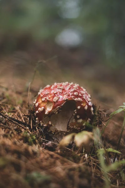 Ένα Κάθετο Πλάνο Της Amanita Muscaria Στο Δασικό Έδαφος — Φωτογραφία Αρχείου