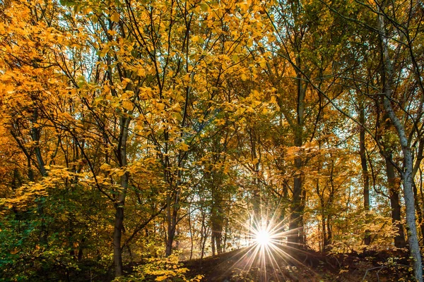Sol Árvores Outono Com Folhas Douradas — Fotografia de Stock