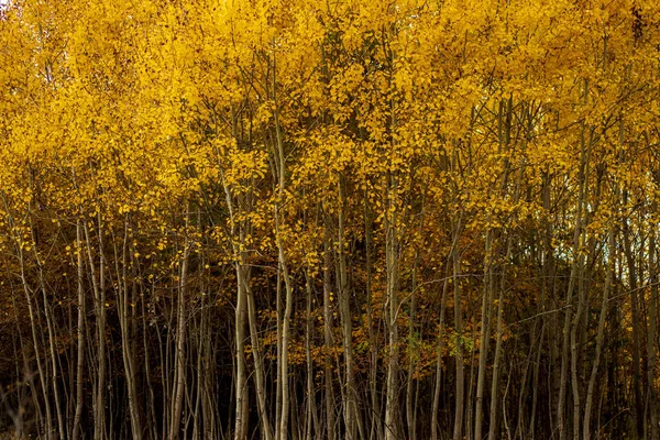 Жовті Тонкі Дерева Ростуть Густому Лісі — стокове фото