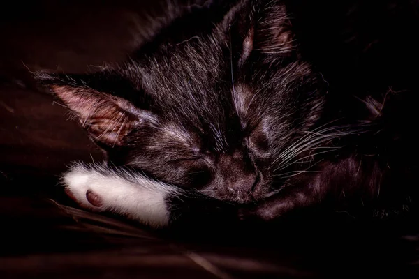 Xloseup Shot Black Kitten Sleeping — Stock Photo, Image