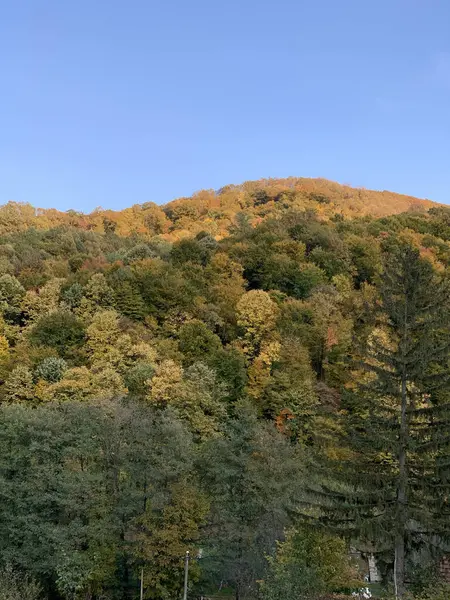 秋の紅葉の木々に覆われた丘の垂直ショット — ストック写真