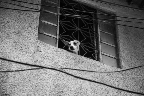 Gråskala Bild Hund Tittar Genom Fönstret — Stockfoto