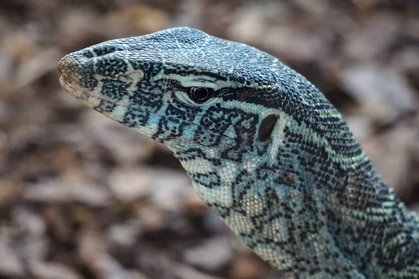 Een Selectieve Focus Shot Van Een Nijl Monitor Reptiel Dierentuin — Stockfoto