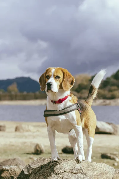 Bel Colpo Simpatico Cane Beagle — Foto Stock