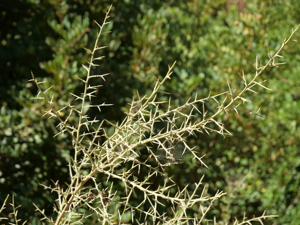 Closeup Shot Dry Thorny Plant Spider Web — Stock Photo, Image