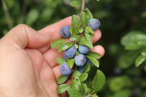 一只手牵着蓝莓在户外绿树上的特写镜头 — 图库照片