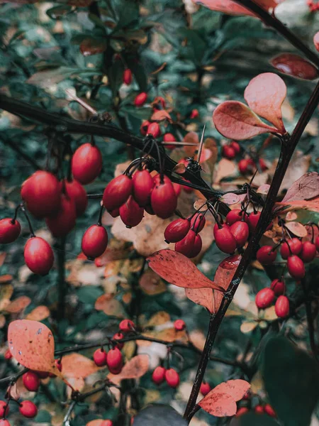 Eine Selektive Fokusaufnahme Der Beeren Der Berberitze Auf Zweigen — Stockfoto