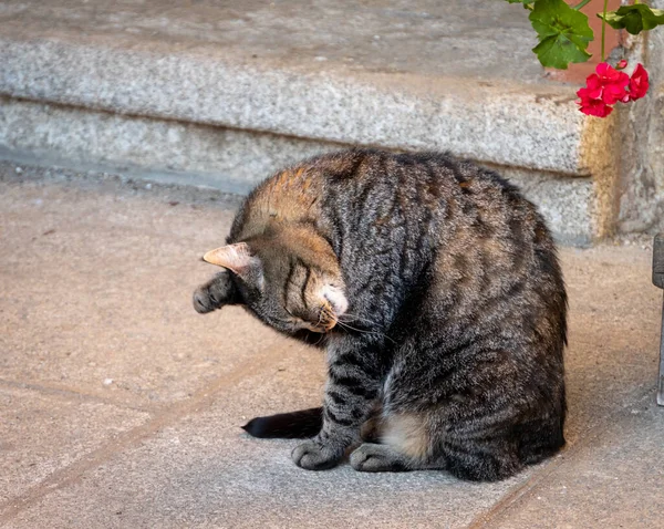 Närbild Söt Fluffig Herrelös Katt Som Slickar Sig Själv — Stockfoto