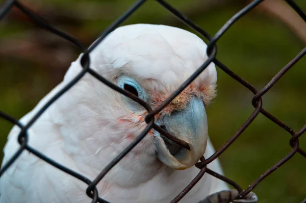 Close Papagaio Branco Uma Gaiola Livre Zoológico — Fotografia de Stock