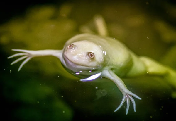 Nahaufnahme Eines Niedlichen Frosches Der Einem See Schwimmt — Stockfoto