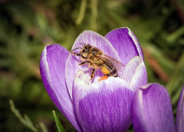 Gros Plan Une Belle Fleur Violette Crocus Vernus Avec Une — Photo