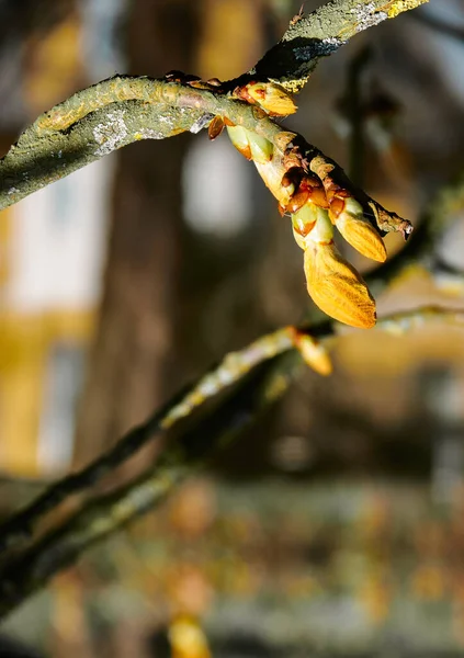 Plan Vertical Une Plante Exotique Sur Branche Arbre — Photo