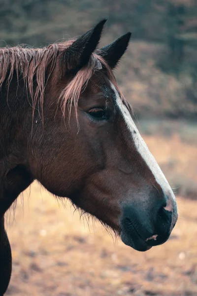 ツリンギアンの森の顔に白い縞のある茶色の馬の垂直ショット — ストック写真