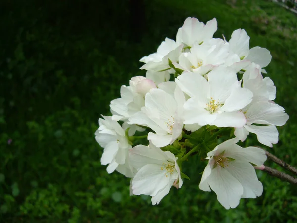 緑の中に咲く桜の花のクローズアップ — ストック写真