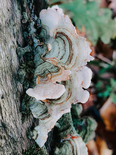 Eine Nahaufnahme Von Polypore Pilzen Die Auf Einem Baumstamm Wachsen — Stockfoto