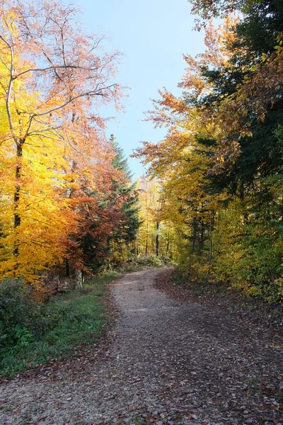 Vertikal Gångväg Tillsammans Med Träd Och Växter Skog Hösten — Stockfoto