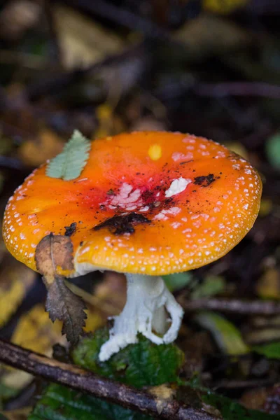 Vertical Closeup Shot Fly Agaric Toadstool Mushroom Ground — Stock Photo, Image