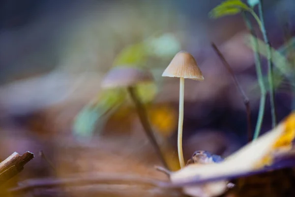 Μια Απαλή Εστίαση Ενός Psilocybe Ένα Δασικό Δάπεδο — Φωτογραφία Αρχείου