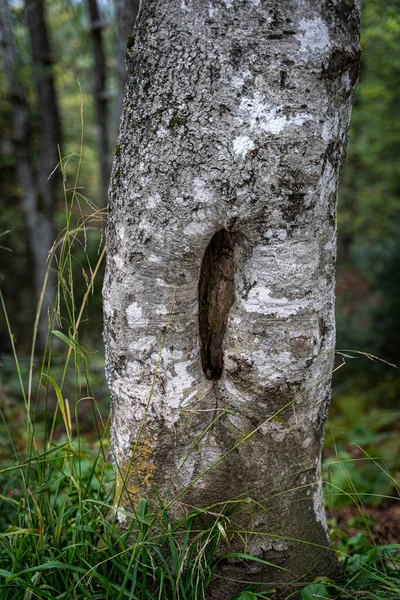 Vertical Shot Tree Trunk Nature — Stock Photo, Image