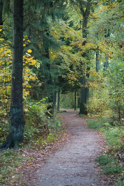 Vertikal Bild Rutt Som Leder Genom Skogen — Stockfoto