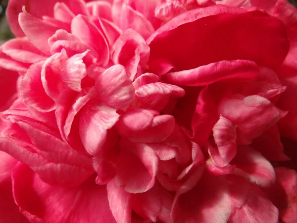 Closeup Shot Pink Peony Flower — Stock Photo, Image